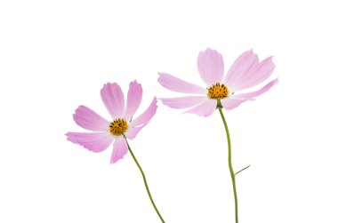 İzole cosmos çiçek