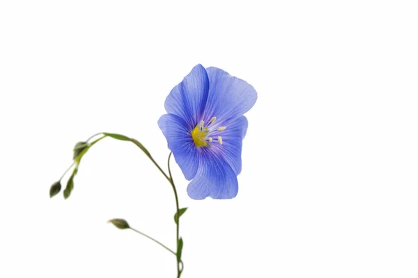 Flax flower isolated — Stock Photo, Image