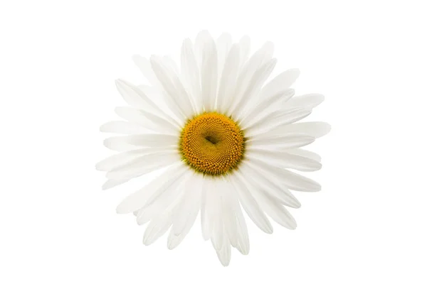 Chamomile elegant flower. — Stock Photo, Image