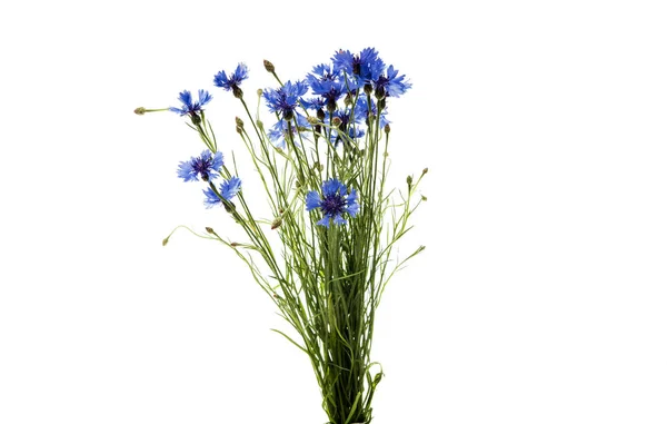 分離されたヤグルマギクの花束 — ストック写真