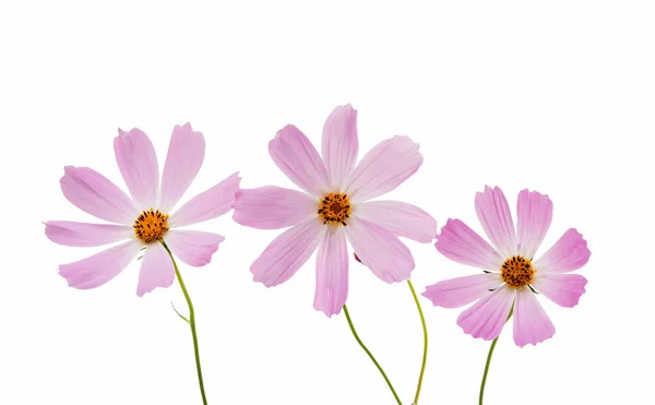 Cosmos Flower isolated — Stock Photo, Image