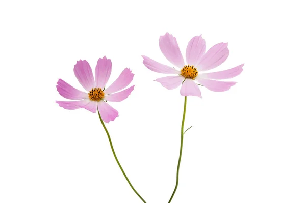 Flor cosmos isolado — Fotografia de Stock