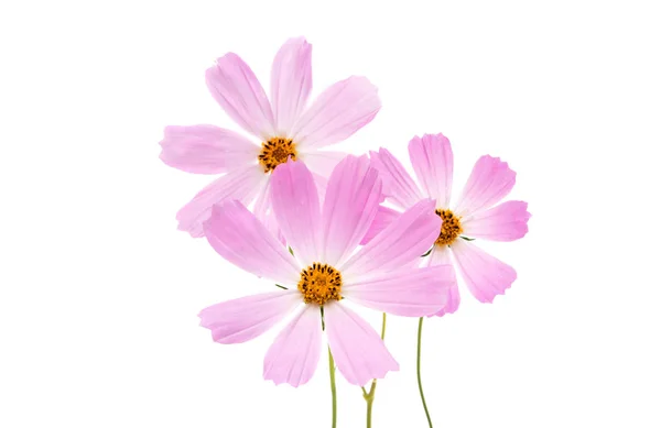 Cosmos Flower isolated — Stock Photo, Image