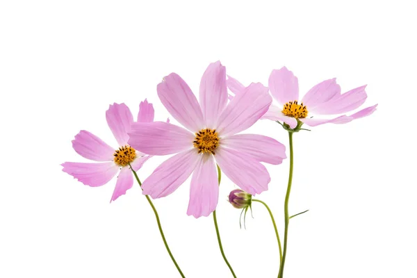 Flor cosmos isolado — Fotografia de Stock