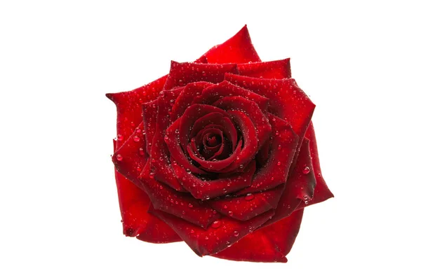 Rosa vermelha escura com gotículas isoladas — Fotografia de Stock