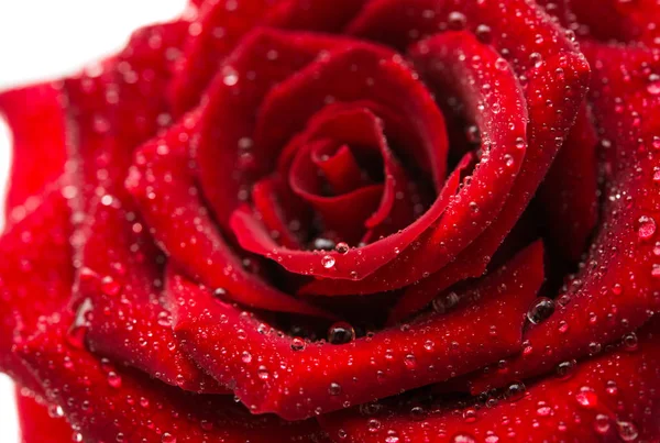 Rosa roja oscura con gotitas aisladas —  Fotos de Stock