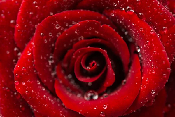 Dark red rose isolated — Stock Photo, Image