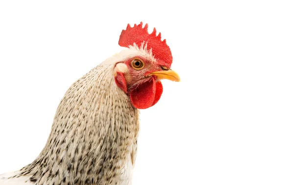 Kogut kurczak na białym tle — Zdjęcie stockowe