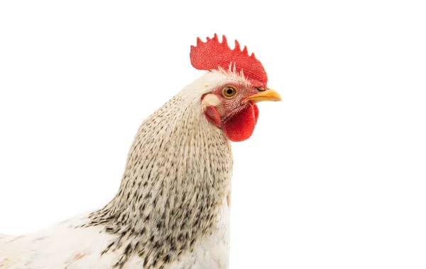 Galo de pássaro isolado — Fotografia de Stock