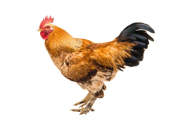 Bird Rooster isolated — Stock Photo, Image