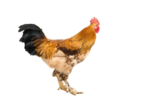Bird Rooster isolated — Stock Photo, Image