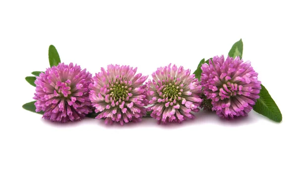分離されたクローバーの花 — ストック写真