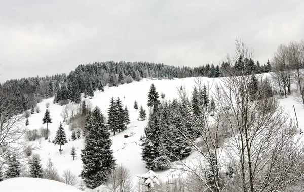 Karpatlar kış manzara — Stok fotoğraf