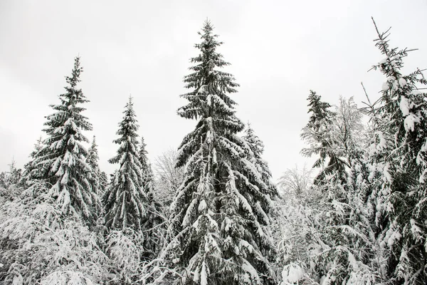 冬季景观的喀尔巴阡 — 图库照片