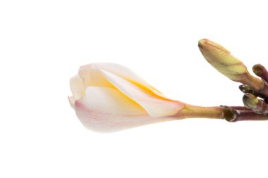 izole frangipani çiçek 