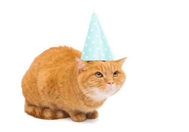 zencefil kedi izole 