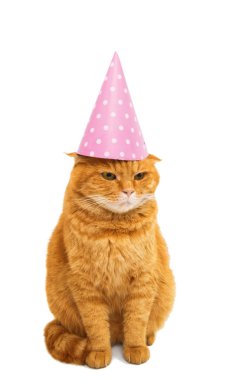 zencefil kedi izole 