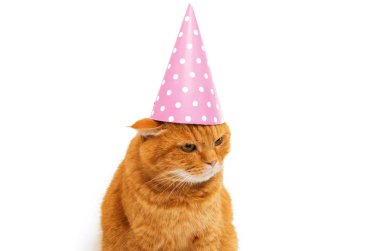 zencefil kedi izole 