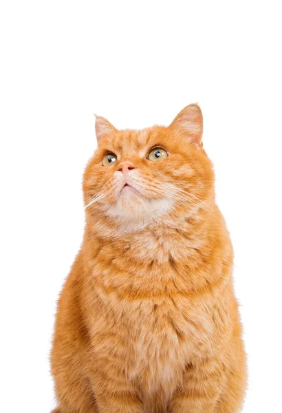 Gember kat geïsoleerd — Stockfoto