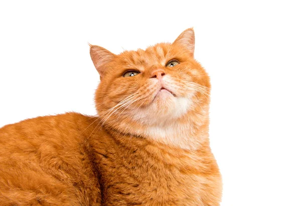 Кішки імбиру, ізольовані — стокове фото