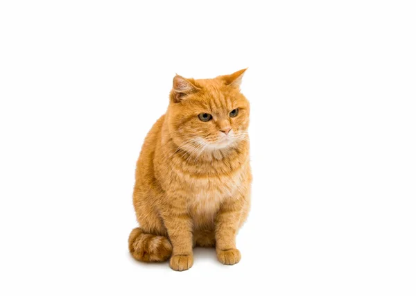 Gember kat geïsoleerd — Stockfoto