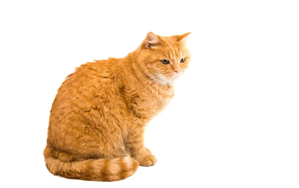 Gember kat geïsoleerd — Stockfoto