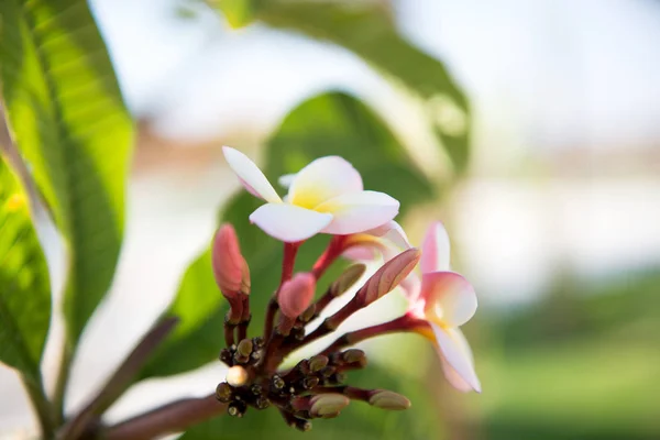 Weiße und gelbe Blüten von plumeria frangipani — Stockfoto