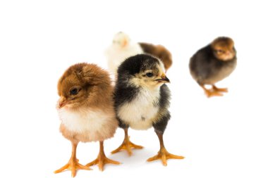 izole küçük tavuk