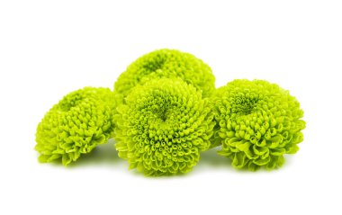 Yeşil Kasımpatı çiçeği