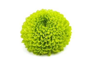 Yeşil Kasımpatı çiçeği