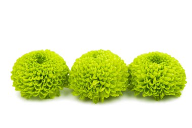 Yeşil Kasımpatı çiçeği