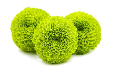 Yeşil Kasımpatı çiçeği