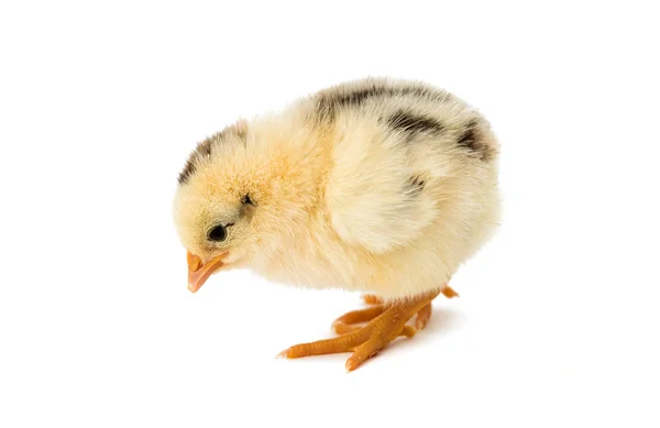Izole küçük tavuk — Stok fotoğraf
