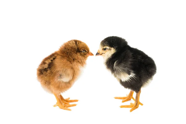 Little chicken isolated — Stock Photo, Image