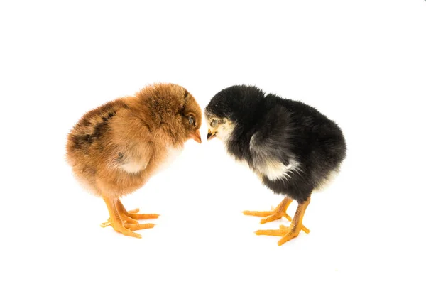 Poco pollo aislado — Foto de Stock