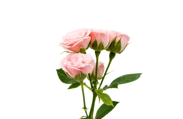 Mała róża na białym tle — Zdjęcie stockowe