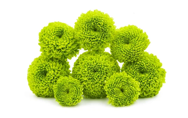 Grüne Chrysanthemenblüte — Stockfoto