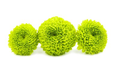 Yeşil krizantem izole