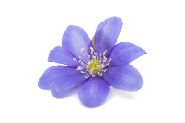 Blue flower isolated — Stock Photo, Image