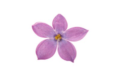 Eflatun çiçekler izole