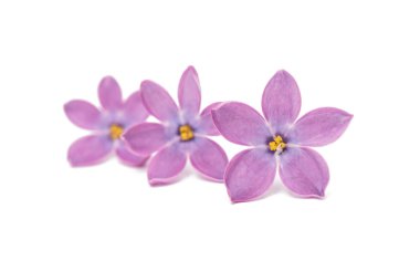 Eflatun çiçekler izole