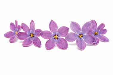 Eflatun çiçekler izole