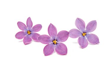 Eflatun çiçekler izole