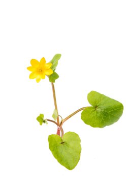 yellow spring flower isolated  clipart