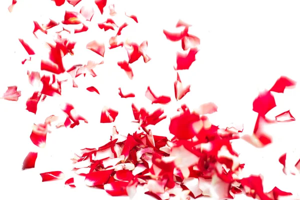 Frische Rosenblätter — Stockfoto