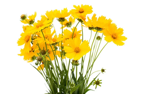 Bir buket sarı çiçek. — Stok fotoğraf
