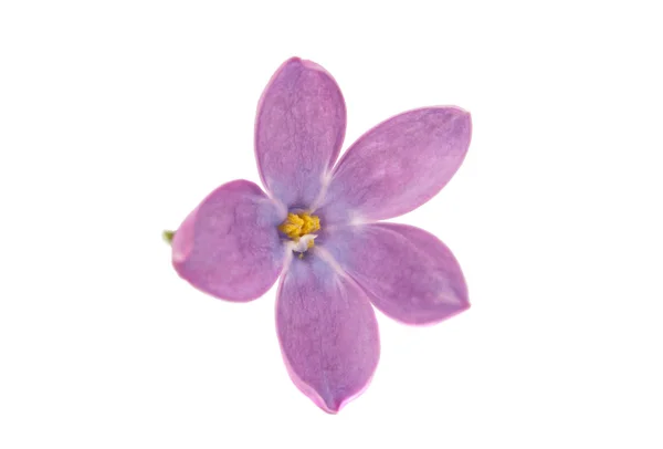 Lila blommor isolerade — Stockfoto