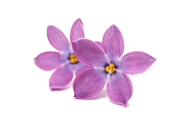 Lilac flowers isolated — Stock Photo, Image