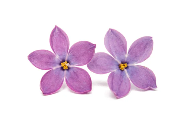 Lilac flowers isolated — Stock Photo, Image