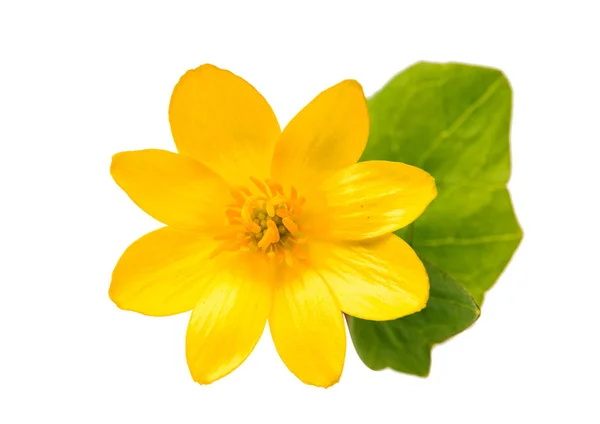 Желтый весенний цветок — стоковое фото